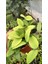 Hoya Carnosa Yellow Star Mum Çiçeği 2