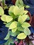 Hoya Carnosa Yellow Star Mum Çiçeği 3