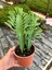 Afrika Süt Ağacı (Euphorbia Trigona) 1