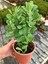 Afrika Süt Ağacı (Euphorbia Trigona) 2