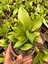 Hoya Pubycalix Black Dragon Mum Çiçeği 3