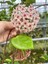 Hoya Carnosa Chelsea Mum Çiçeği 1