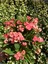 Thailand Kökenli Pink Sonia Dikenler Tacı Euphorbia Milii 2