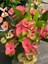Thailand Kökenli Pink Sonia Dikenler Tacı Euphorbia Milii 3