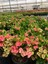 Thailand Kökenli Pink Sonia Dikenler Tacı Euphorbia Milii 4