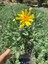 Aromatik Çalı Papatyası (Argyranthemum frutescens) 1