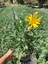 Aromatik Çalı Papatyası (Argyranthemum frutescens) 2