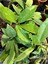 Hoya Pubicalyx Red Buttons Mum Çiçeği H165 5