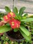 Thailand Kökenli Red Inferno Dikenler Tacı Euphorbia Milii 1