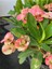 Hollanda Kökenli Pink Splash Dikenler Tacı Euphorbia Milii 1