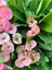 Hollanda Kökenli Pink Splash Dikenler Tacı Euphorbia Milii 2