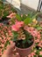 Hollanda Kökenli Pink Splash Dikenler Tacı Euphorbia Milii 3