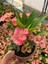 Hollanda Kökenli Pink Splash Dikenler Tacı Euphorbia Milii 4