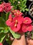 Thailand Kökenli Red Inferno Dikenler Tacı Euphorbia Milii 3