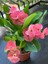 Tayland Kökenli Pink Sonia Dikenler Tacı Euphorbia Milii 6