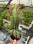 Kırmızı Afrika Süt Ağacı (Euphorbia Trigona ‘rubra’) 1