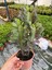 Kırmızı Afrika Süt Ağacı (Euphorbia Trigona ‘rubra’) 2