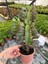 Kırmızı Afrika Süt Ağacı (Euphorbia Trigona ‘rubra’) 3