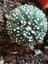 Astrophytum Asterias Kaktüs 1