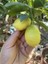 Limequat Fidanı (Tavares Limequat) 1