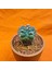 Astrophytum Kikko Turtle 5 cm En 6 cm Boyutunda Özel Tür Kaktüs 2