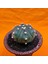 Astrophytum Asterias 6 cm Özel Tür Kaktüs 3