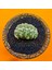 Strombocactus Özel Tür 1
