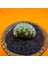 Strombocactus Özel Tür 2