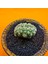 Strombocactus Özel Tür 3