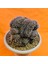 Gymnocalycium Cristat 9,5 cm Özel Tür Kaktüs 3