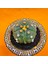 Astrophytum Asterias 6 cm Özel Tür Kaktüs 2