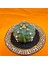 Astrophytum Asterias 6 cm Özel Tür Kaktüs 3