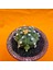 Astrophytum Asterias 6 cm Özel Tür Kaktüs 2