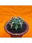Astrophytum Asterias 6 cm Özel Tür Kaktüs 3