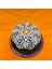 Astrophytum V-Cactus 7 cm Boyutunda Özel Tür Kaktüs 2