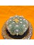 Astrophytum Asterias 7 cm Boyutunda Özel Tür Kaktüs 2