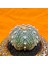 Astrophytum Asterias 7 cm Boyutunda Özel Tür Kaktüs 3