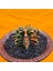Gymnocalycium Mihanovichii 5 cm Boyutunda Özel Tür Kaktüs 3