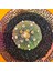 Astrophytum Star Shape 4,5 cm Boyutunda Özel Tür Kaktüs 1