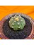 Astrophytum Star Shape 4,5 cm Boyutunda Özel Tür Kaktüs 2