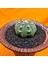 Astrophytum Star Shape 4,5 cm Boyutunda Özel Tür Kaktüs 3