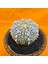 Astrophytum Super Kabuto 6 cm Boyutunda Özel Tür Kaktüs 2