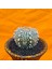 Astrophytum Super Kabuto 6 cm Boyutunda Özel Tür Kaktüs 3