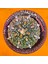 Astrophytum Asterias 7 cm Boyutunda Özel Tür Kaktüs 1
