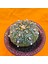 Astrophytum Asterias 7 cm Boyutunda Özel Tür Kaktüs 2