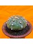 Astrophytum Asterias 7 cm Boyutunda Özel Tür Kaktüs 3