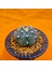 Astrophytum Asterias 4 cm Boyutunda Özel Tür Kaktüs 3