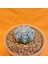 Astrophytum V-Cactus 4 cm Boyutunda Özel Tür Kaktüs 2