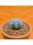 Astrophytum V-Cactus 4 cm Boyutunda Özel Tür Kaktüs 3