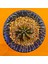 Gymnocalycium Sepia 3 cm Özel Tür Kaktüs 1